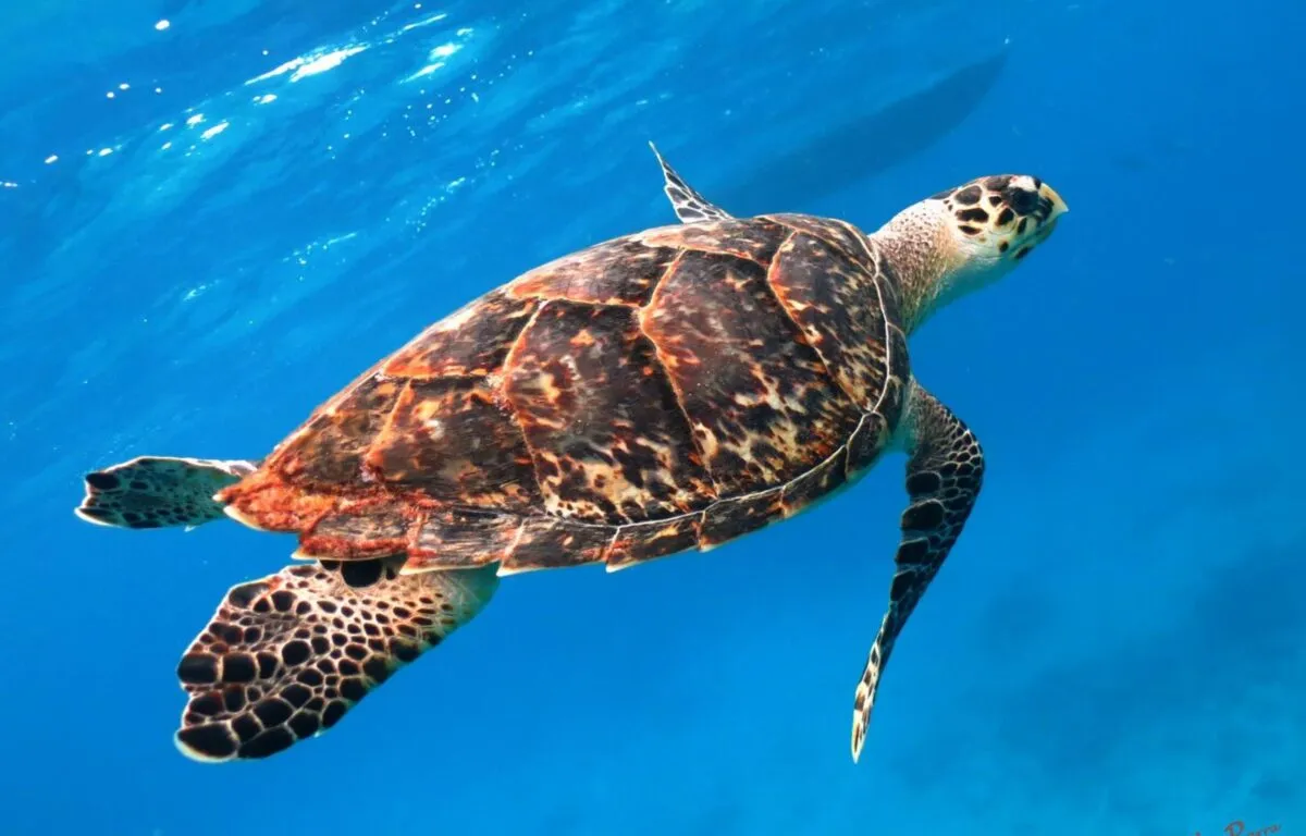 Tortuga Carey (Eretmochelys imbricata)