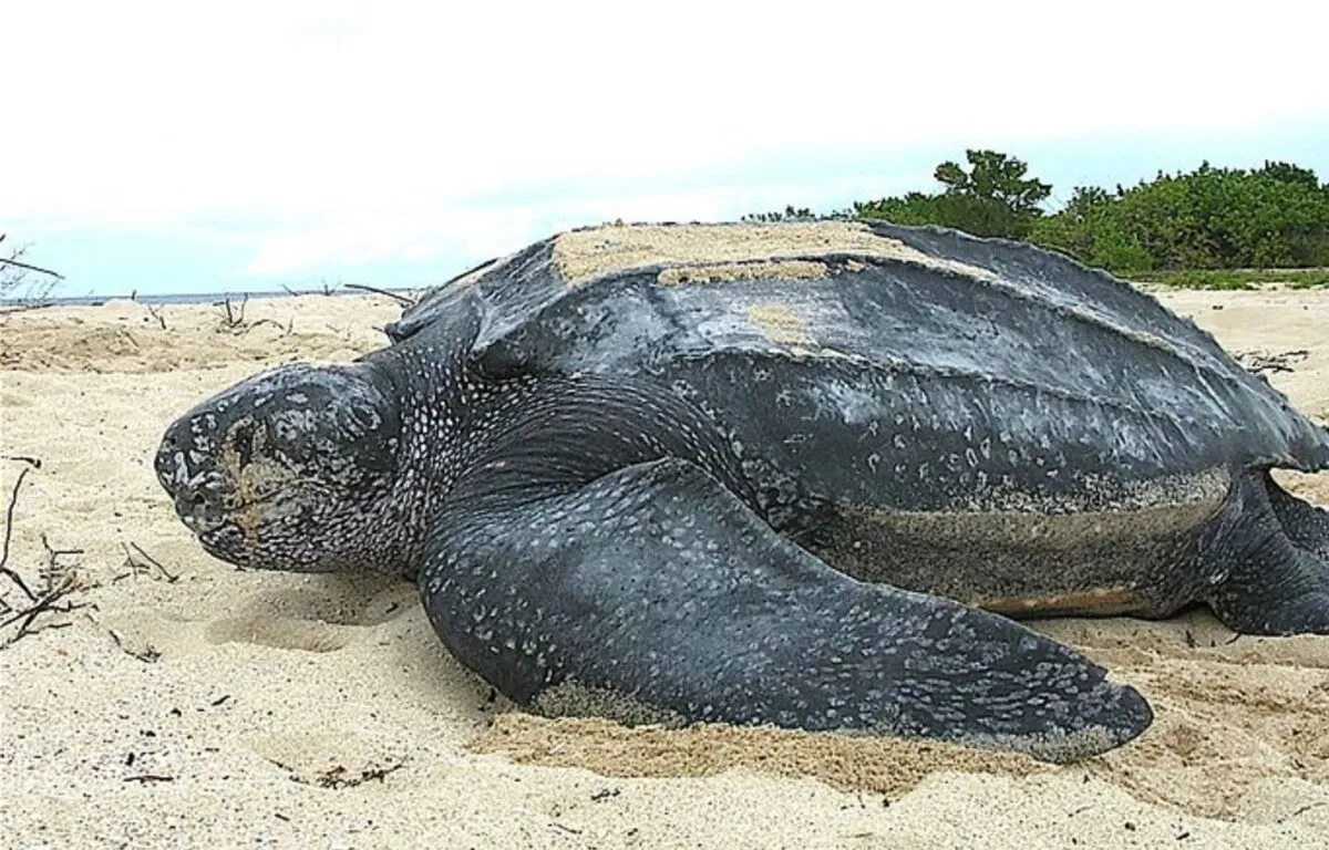 Tortuga (Dermochelys coriacea)