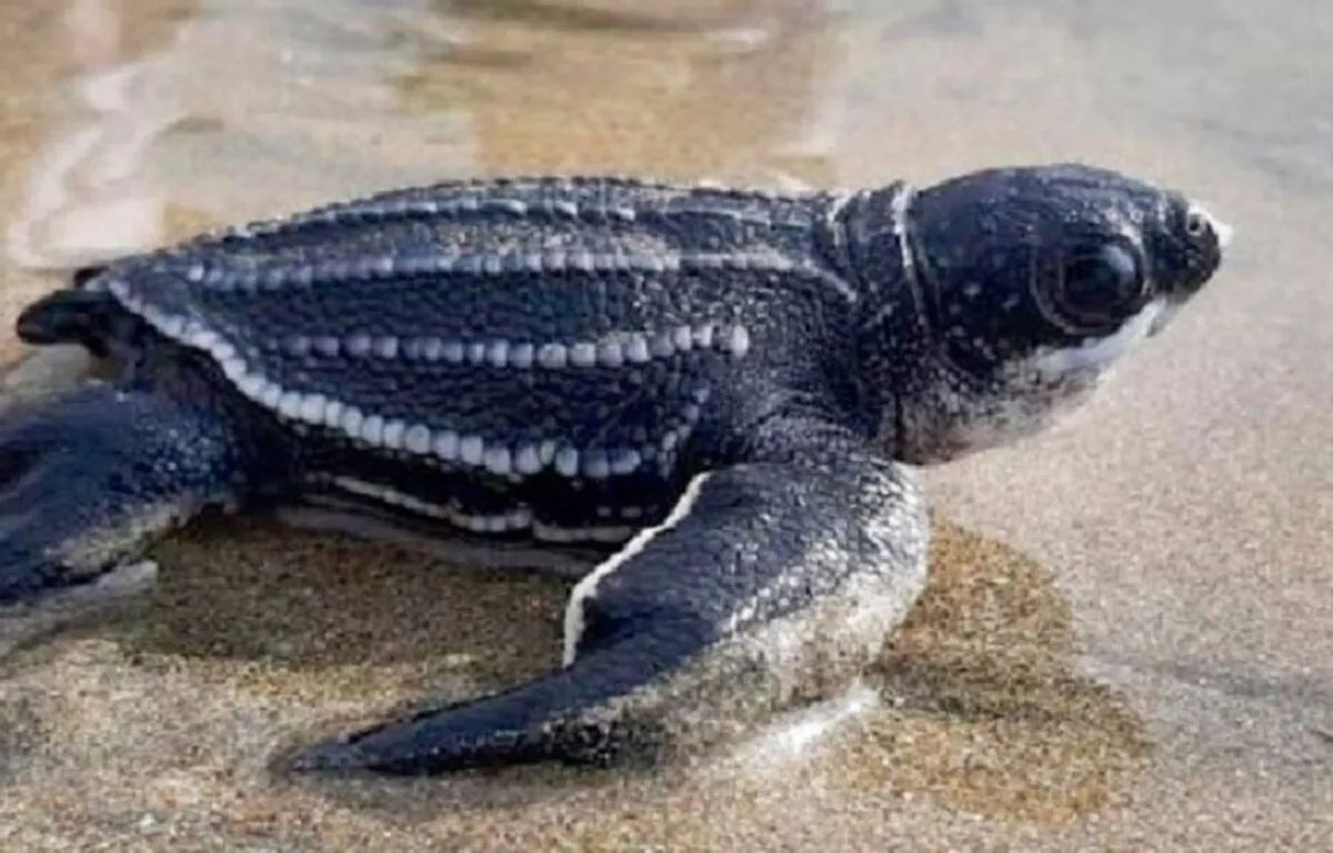 Tortuga Laúd del Pacífico (Dermochelys coriacea)