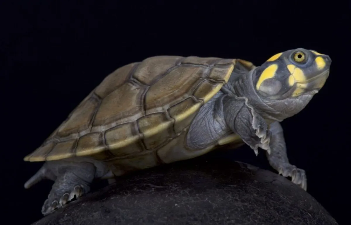 Tortuga Terecay (Podocnemis unifilis)