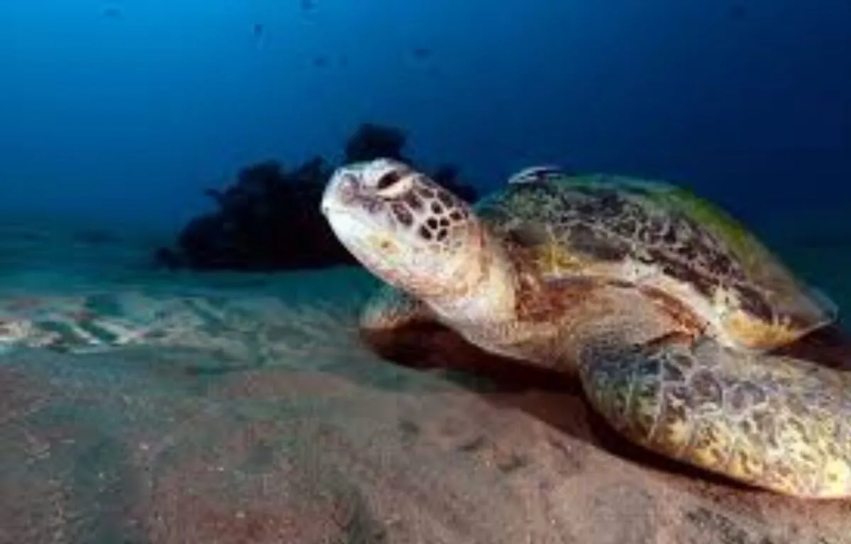 Tortuga Verde (Chelonia mydas)