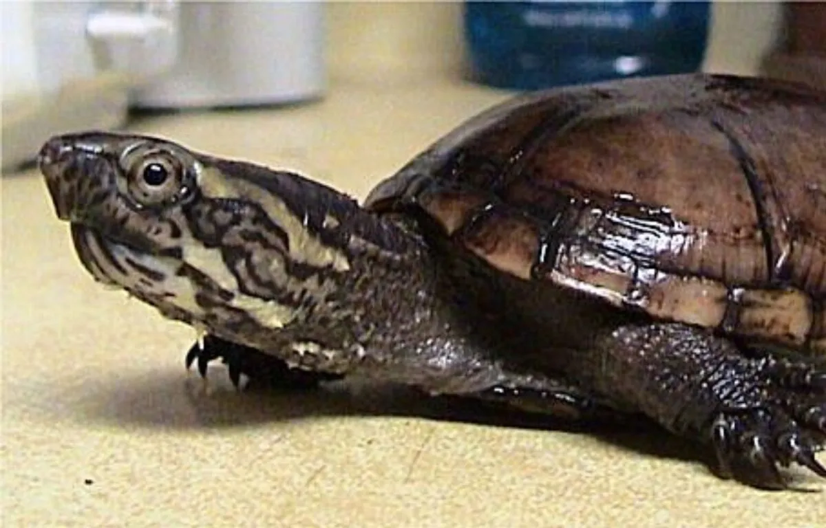 Tortuga de Ciénaga (Kinosternon leucostomum)
