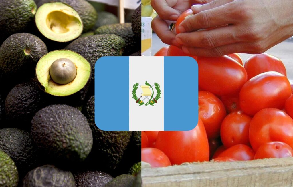 El Precio del Aguacate y tomate se Disparan en Guatemala