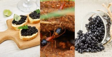 Caviar guatemalteco hecho con hormigas