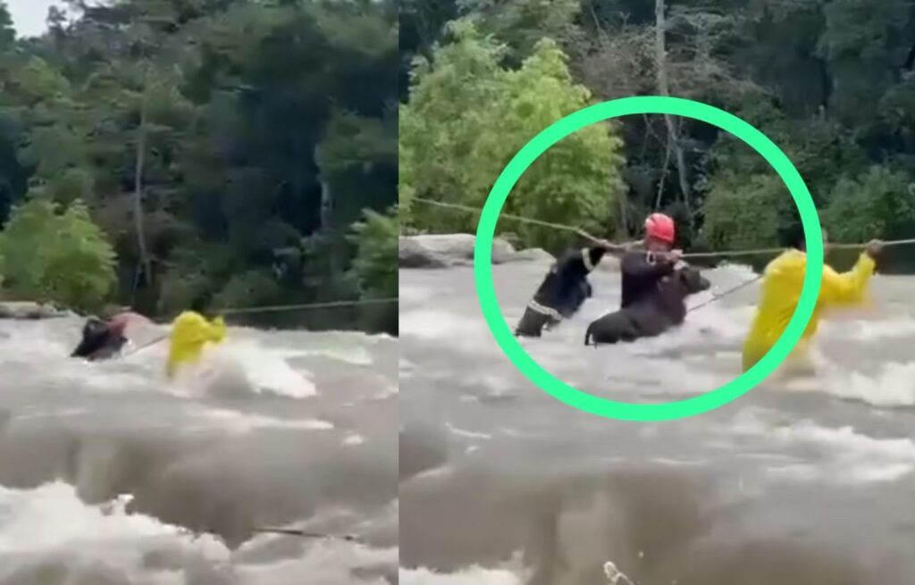 VIDEO Impresiónate Rescate de Bomberos a una Ternera Arrastrada por un rio en San Marcos
