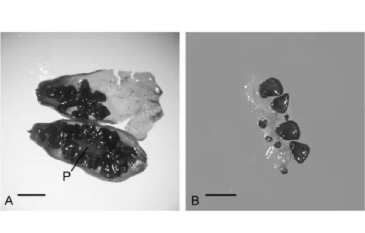 Contexto Geológico y Significado Científico