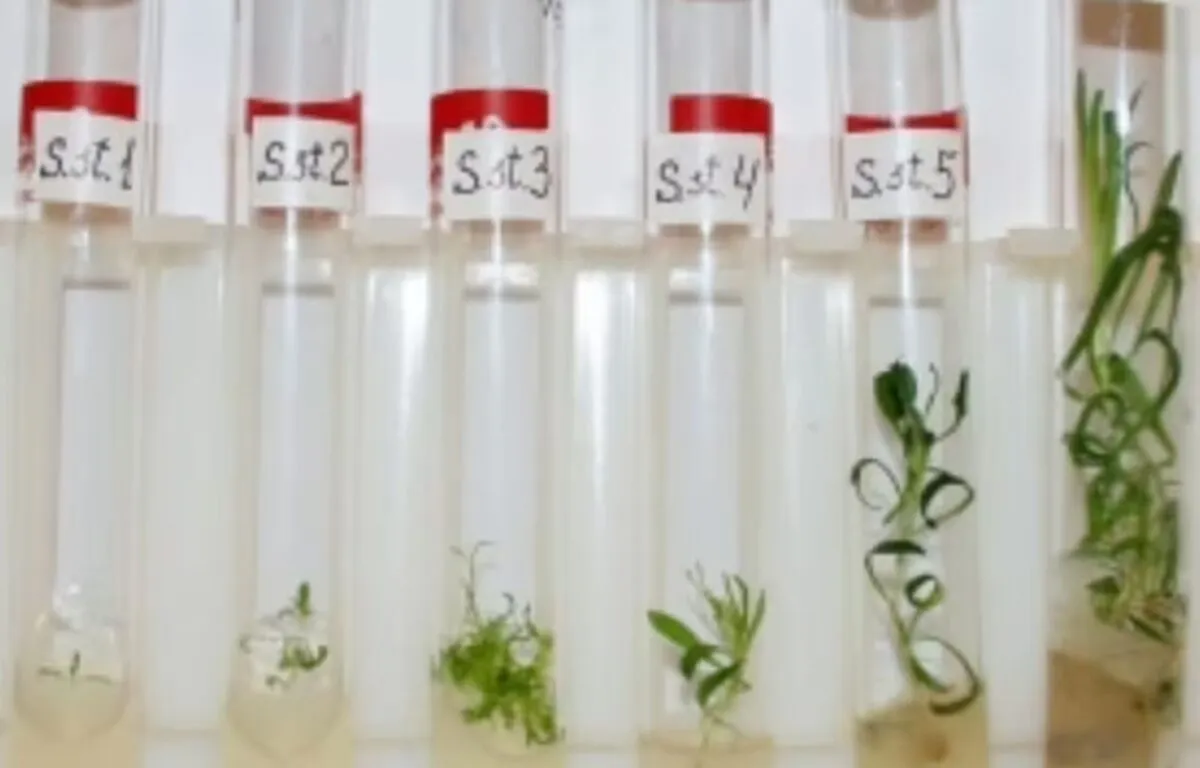 Tecnología de Clonación para Revivir una Planta Antigua