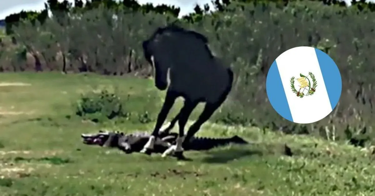 ¡Insólito! Pelea entre Cocodrilo y Caballo se Vuelve Viral