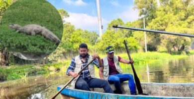VIDEO Vencimos denuncian Avistamiento de Cocodrilos en Amatitlán