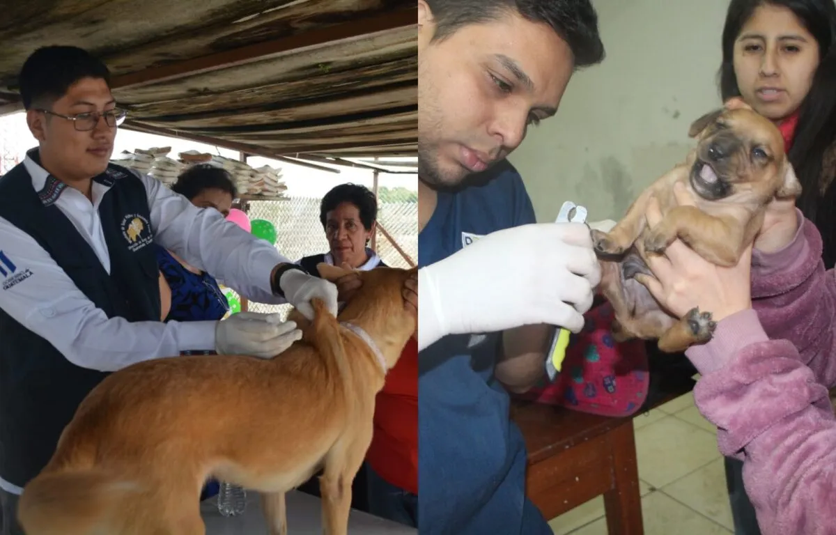 ¿Dónde se podrán vacunar las mascotas