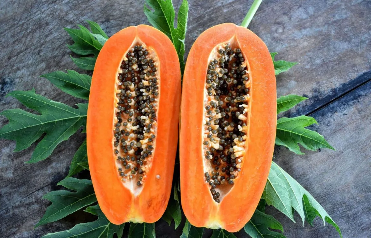 Café y Papaya Productos de Exportación en Riesgo
