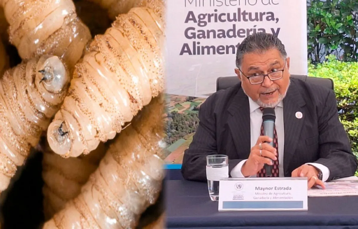 Entendiendo el Gusano Barrenador del Ganado