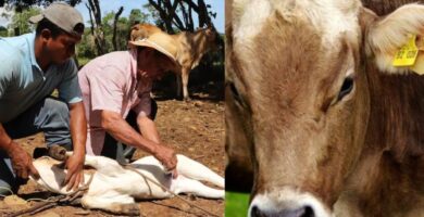 Gusano barrenador en Guatemala ¿peligra el consumo de carne