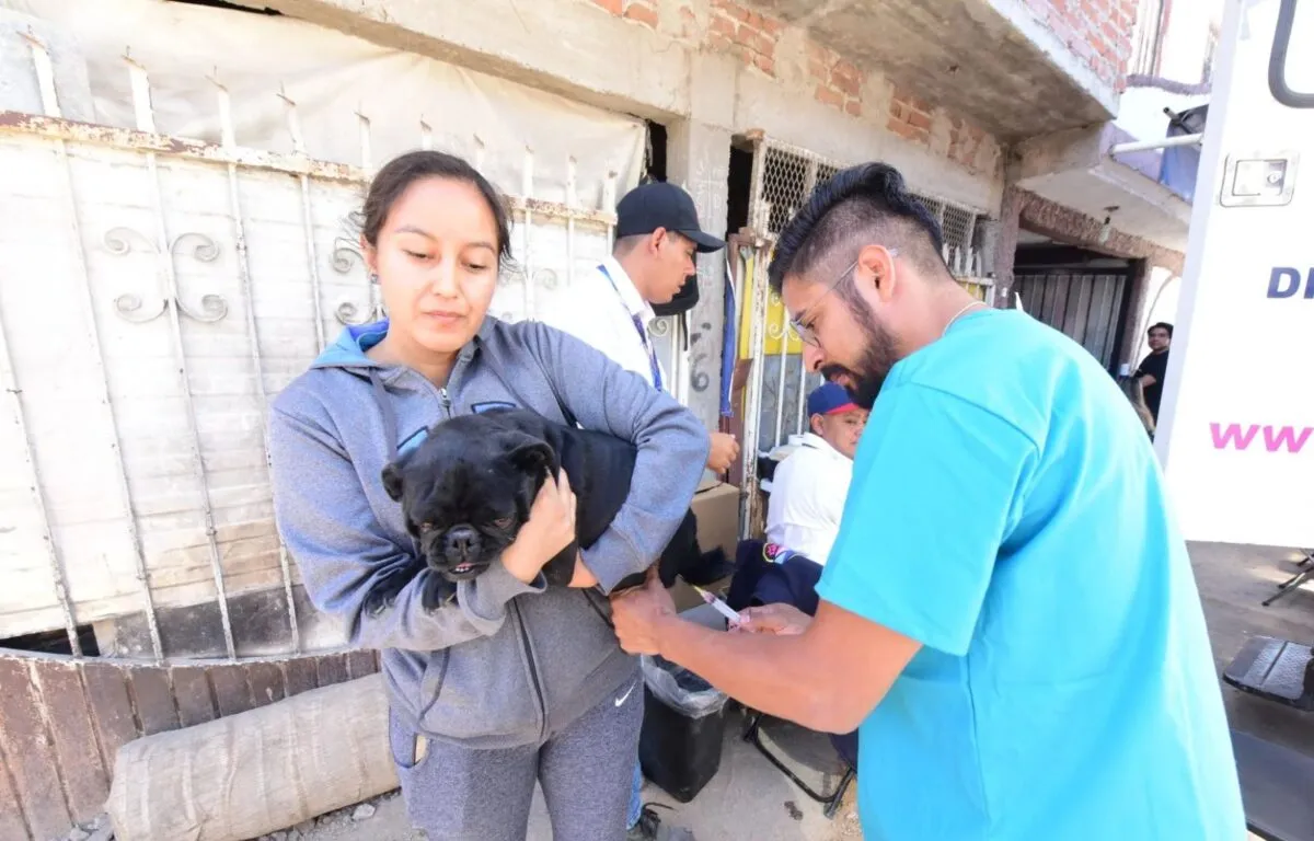 La importancia de vacunar anualmente a las mascotas