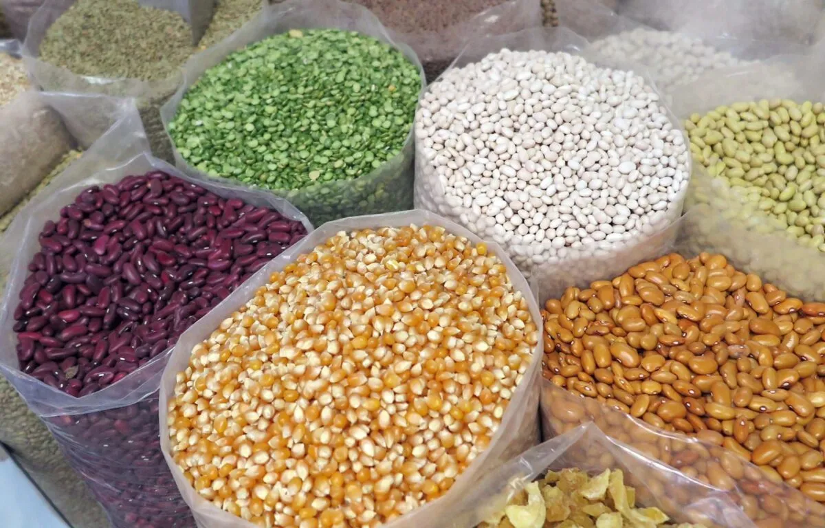 Maíz y Frijol Alimentos Básicos en Peligro