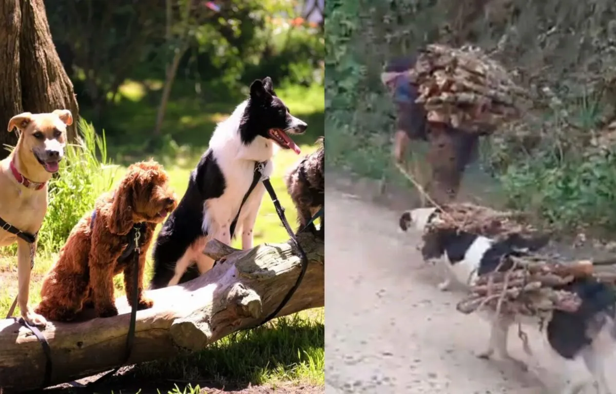 VIDEO: Perritos salvadores Guatemaltecos Ayudan a su Dueño a Cargar Leña en Zacualpa