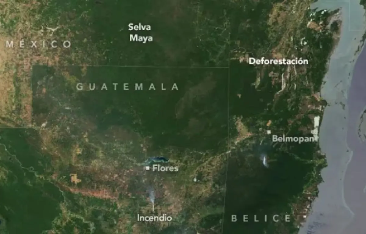 Principales Causas de la Deforestación, expansión de la Ganadería y la Palma Aceitera