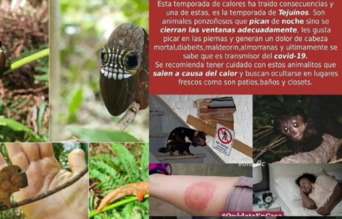 ¿Qué es el Tejuino La verdad detrás del debate viral en redes