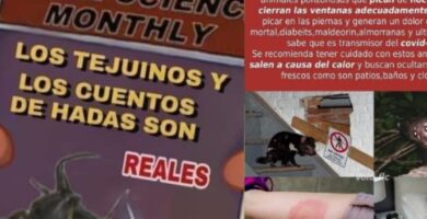 Tejuino Animal La verdad detrás del debate viral en redes
