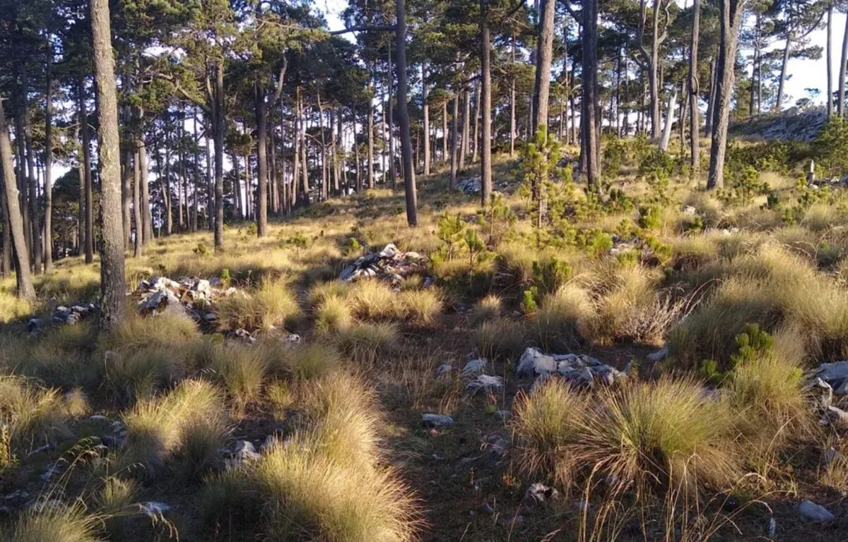 ¿Por qué visitar el Sendero Ecológico La Maceta