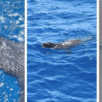 🦭 Liberan a león marino tras meses de recuperación en la costa del Pacífico guatemalteco
