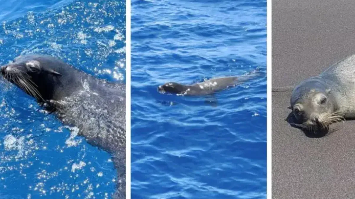 🦭 Liberan a león marino tras meses de recuperación en la costa del Pacífico guatemalteco