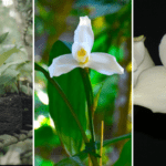 La leyenda de la Monja Blanca: origen de la flor nacional de Guatemala