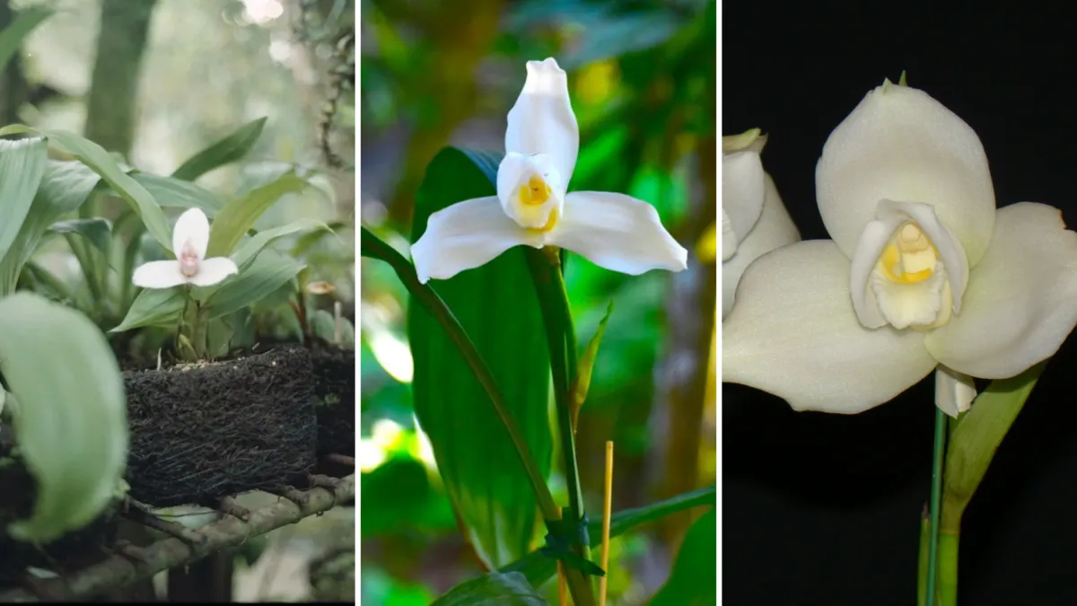 La leyenda de la Monja Blanca: origen de la flor nacional de Guatemala