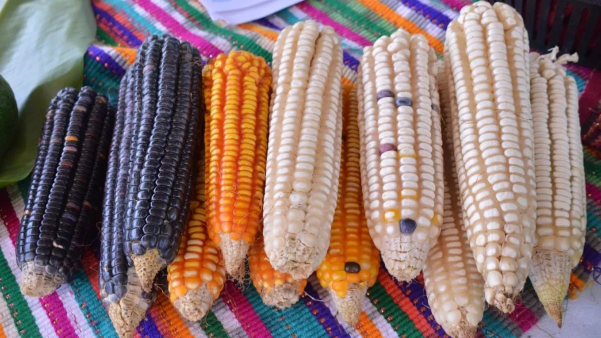 La diversidad del maíz en Guatemala: más allá de la tortilla blanca