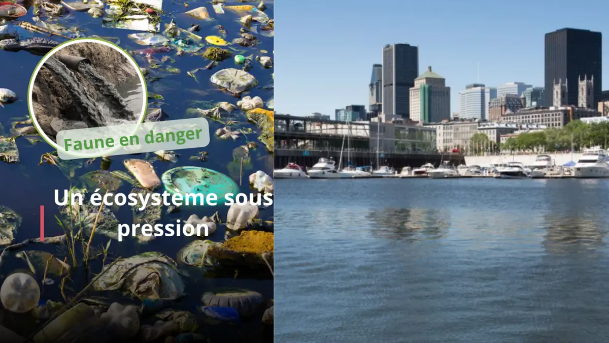 Québec alerte sur la contamination du fleuve Saint-Laurent