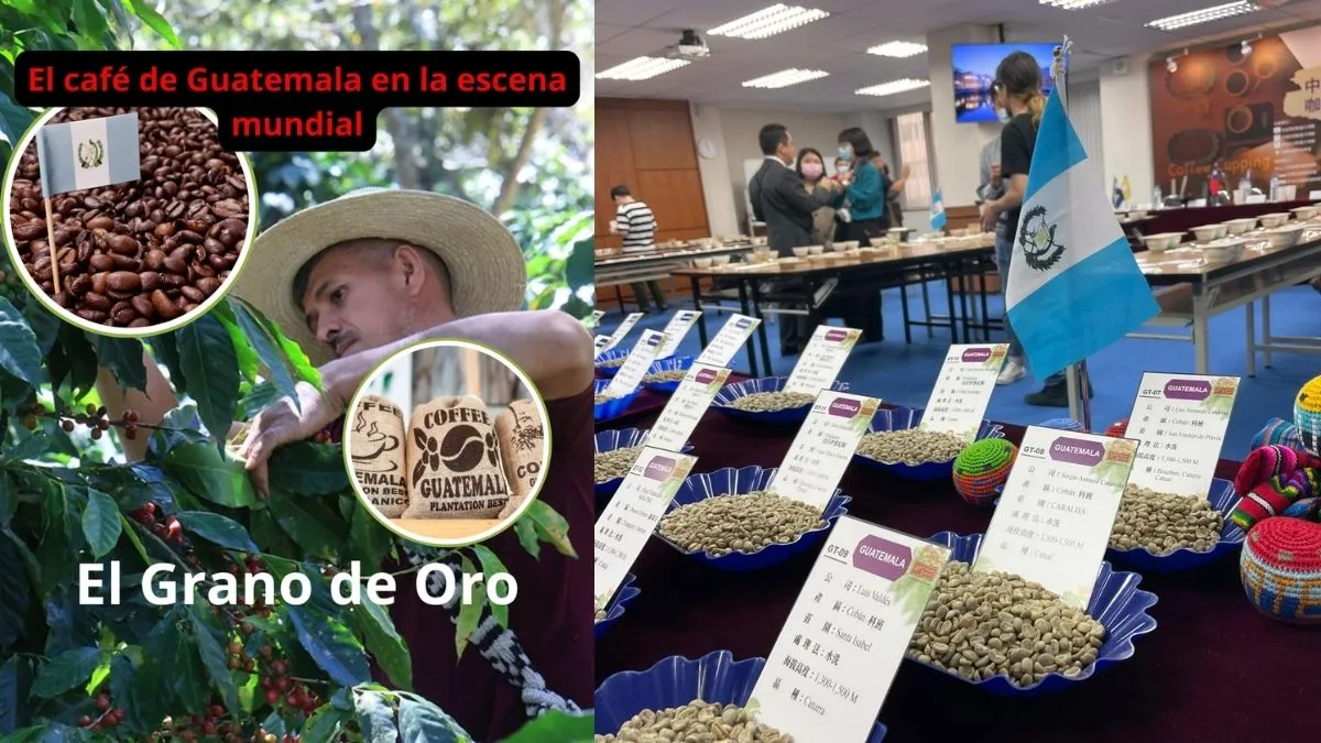 El Grano de Oro: El café de Guatemala en la escena mundial