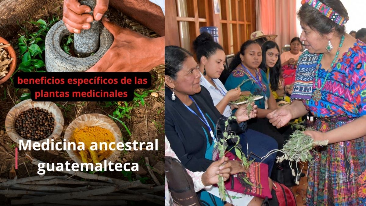 El potencial científico de la medicina ancestral guatemalteca