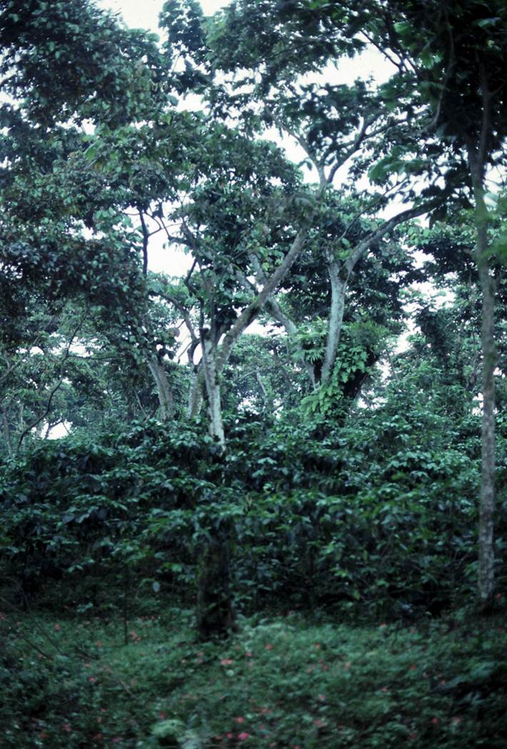 Café de Guatemala: El Oro Verde que Conquista los Mercados Internacionales