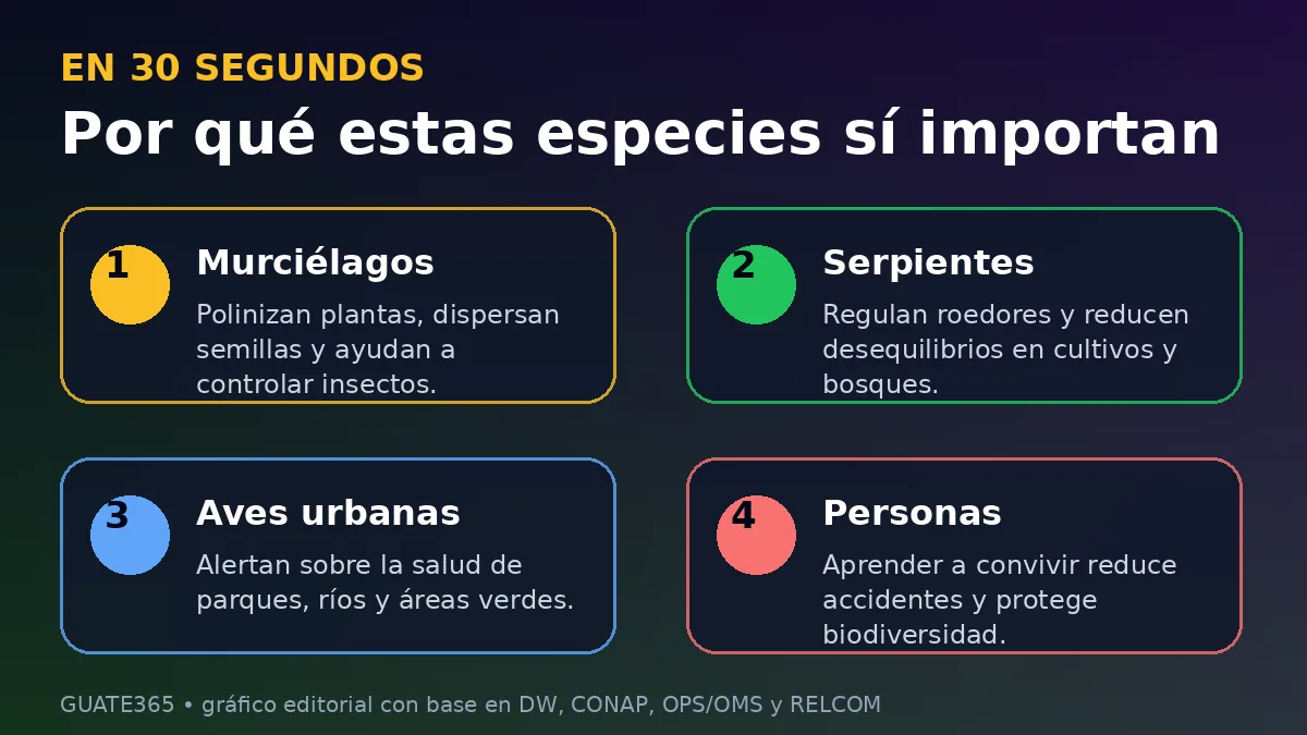 Infografía sobre murciélagos, serpientes, aves urbanas y convivencia con la biodiversidad