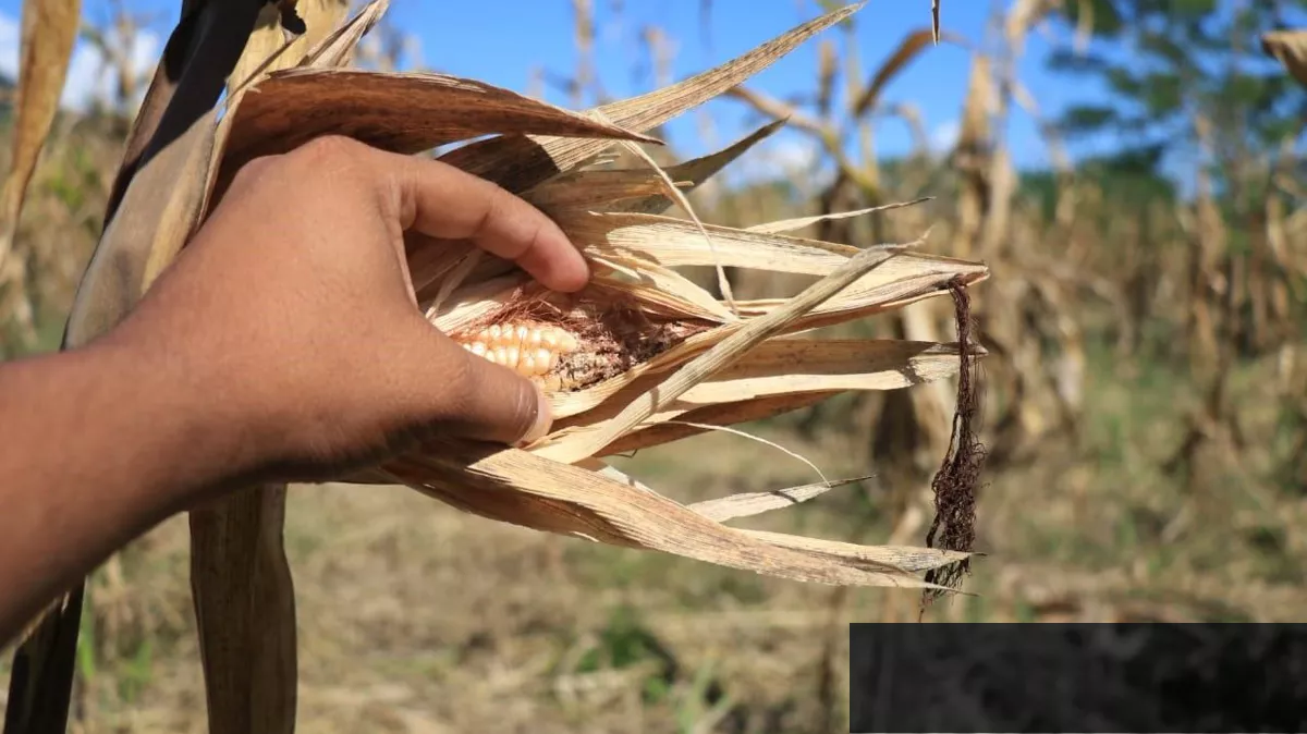 El miedo al hambre crece en Guatemala ante la sequía y el regreso de El Niño